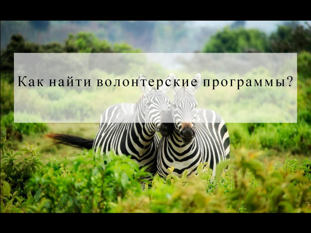 Тревел грант это
